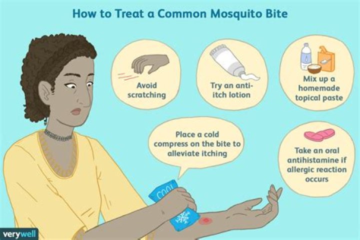 Why do bug bites continue to itch?