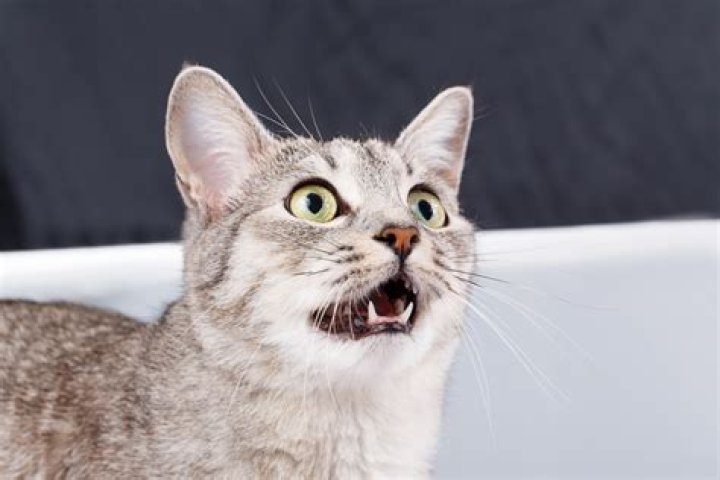 Why do cats eat inedible things?