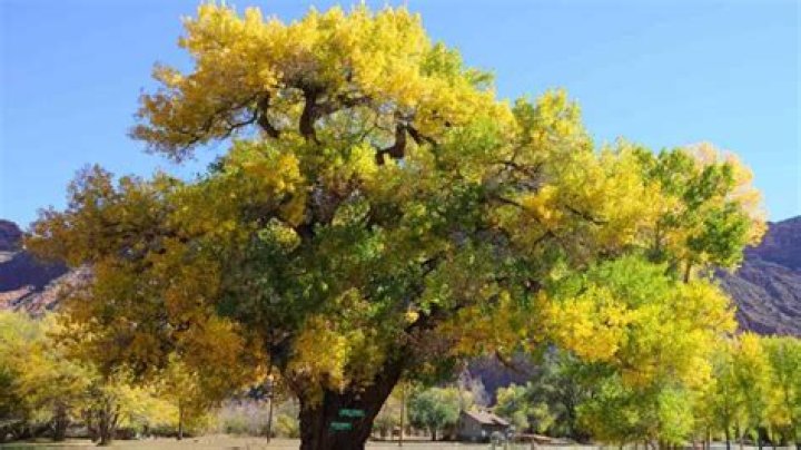Why do cottonwood trees die?