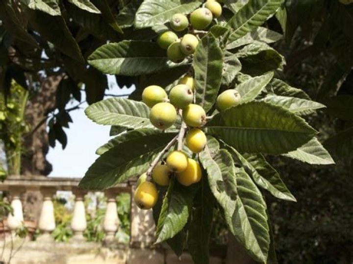 Why do loquat leaves droop?