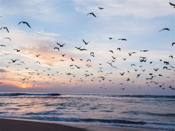 Why do seagulls flock?
