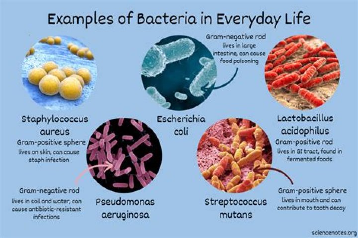Why do we study bacteriology?