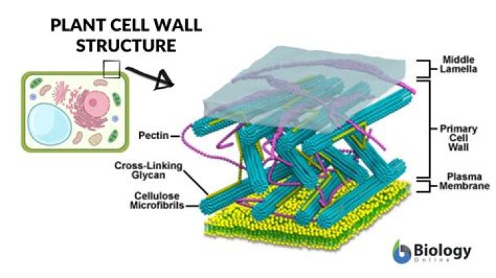 Why does a cell wall look like?