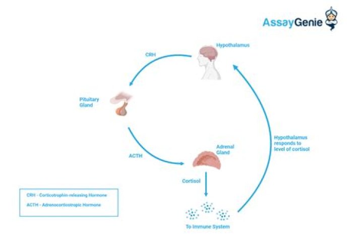 Why does cortisol suppress immune system?