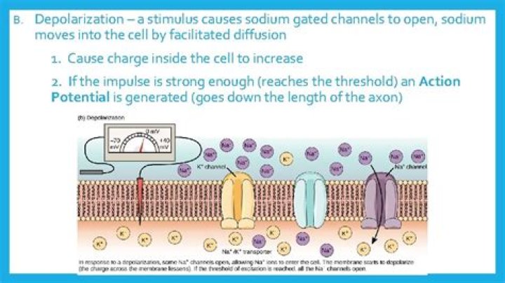 Why does depolarization open sodium channels?