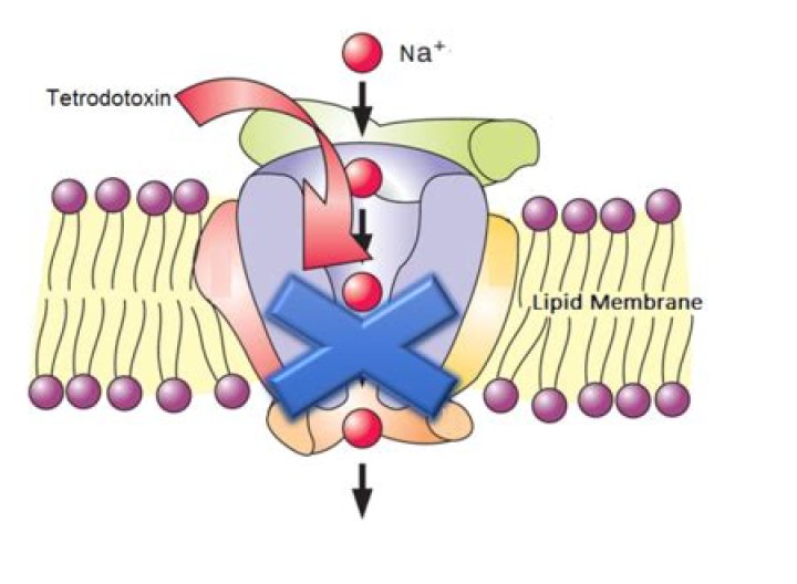Why does tetrodotoxin cause numbness?
