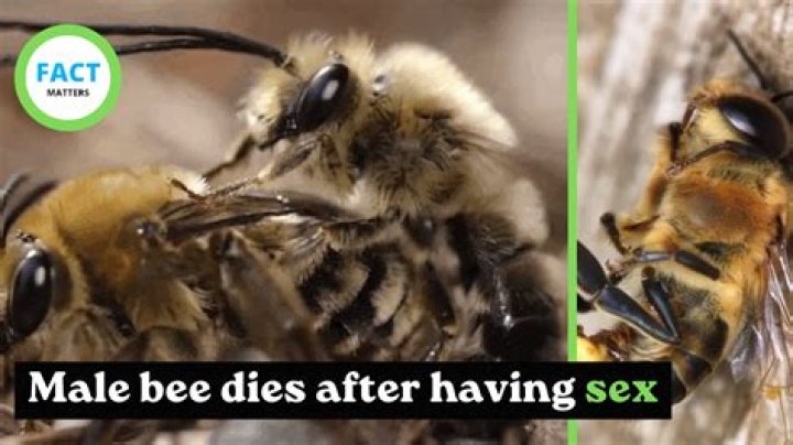 Why drones die after mating?