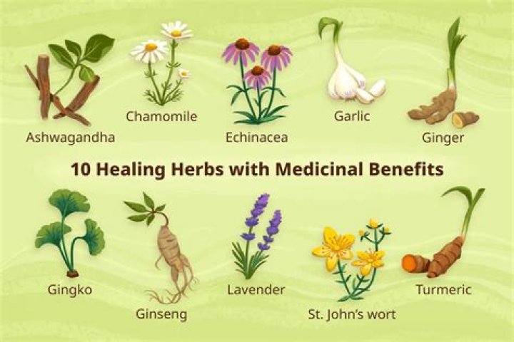 Why herbs is used?