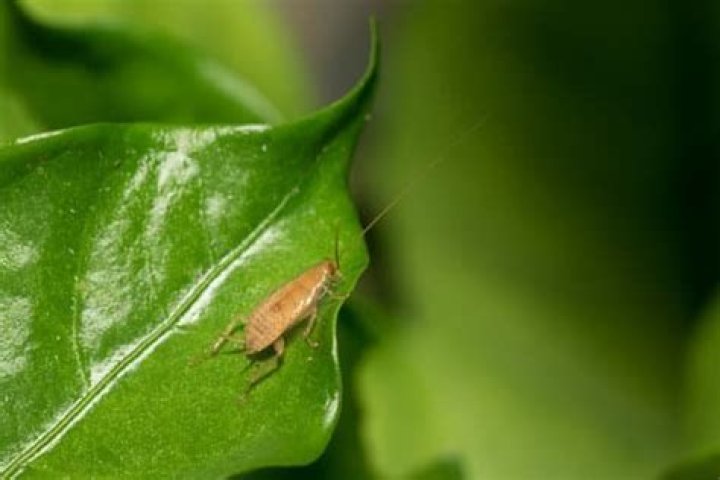 Why is a cockroach on its back?