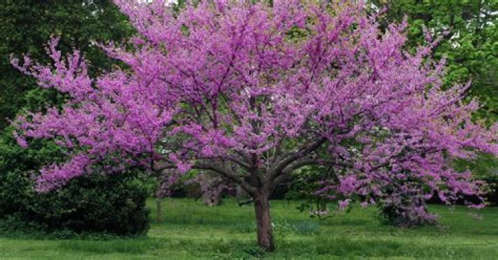 Why is a redbud purple?