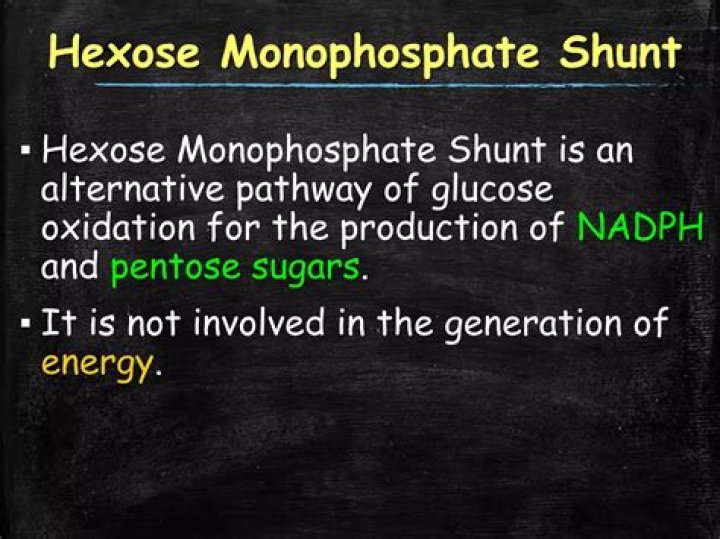Why is hexose monophosphate shunt important?