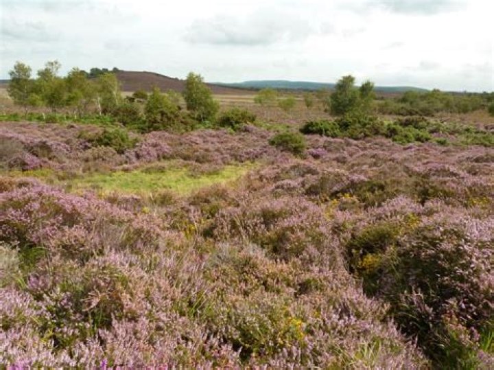 Why is lowland heathland important?