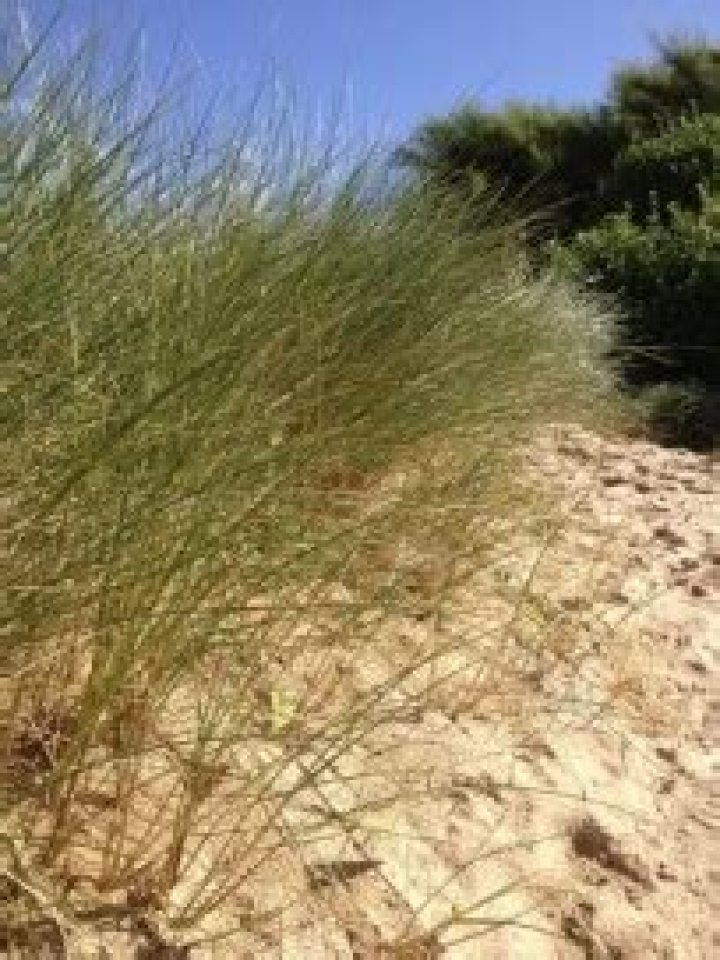 Why is marram grass important to sand dunes?