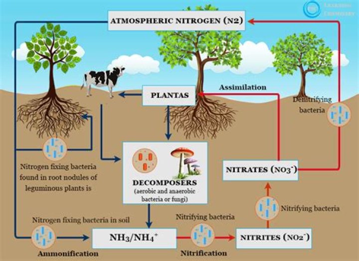 Why is nitrogen fixation important?