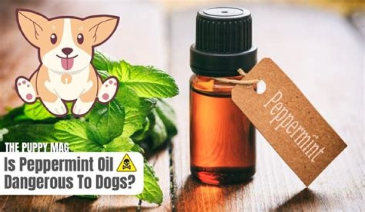 Why is peppermint oil bad for dogs?