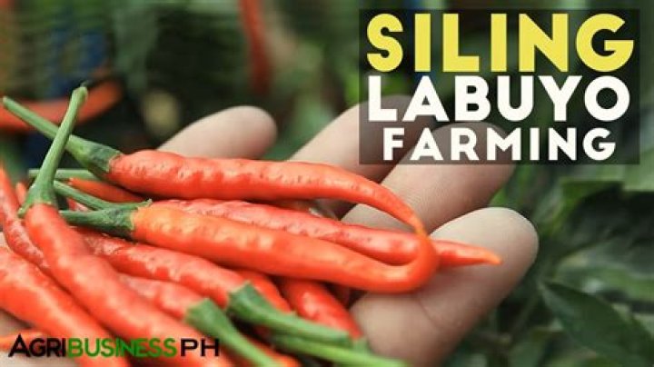 Why is siling labuyo expensive?