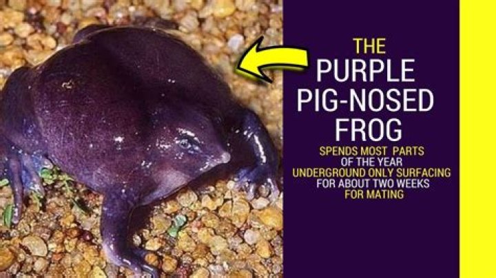 Why is the purple pig nosed frog endangered?