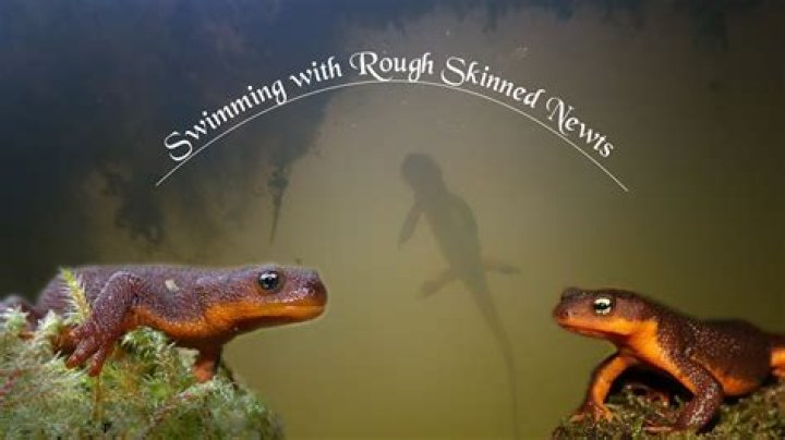 Why is the rough-skinned newt so poisonous?