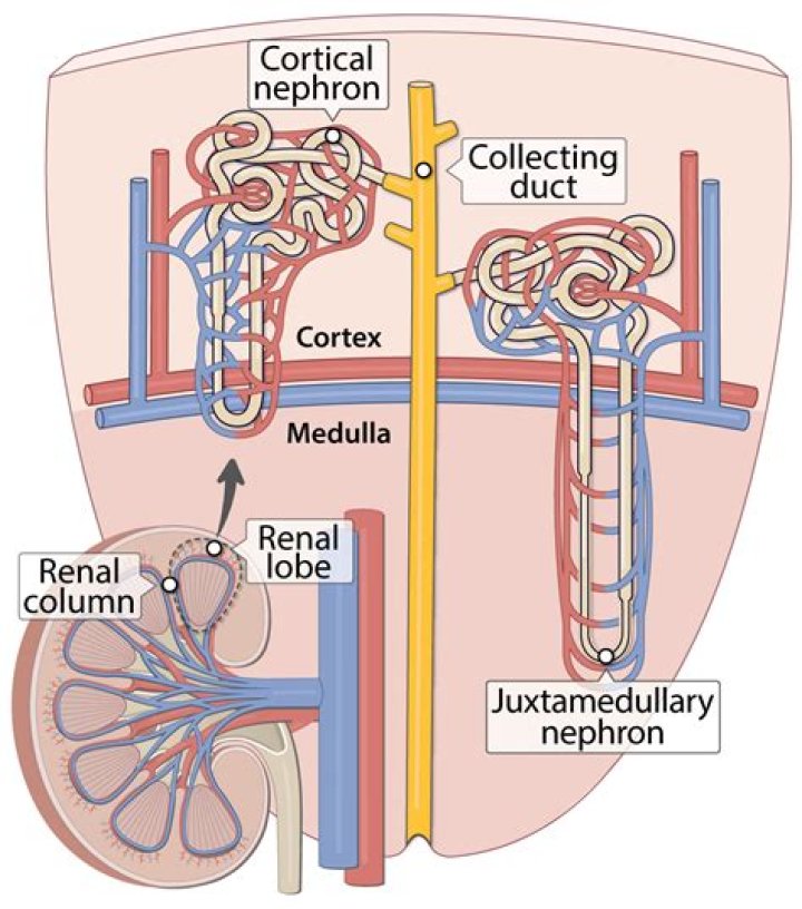 Why juxtamedullary nephrons are more important in osmoregulation?