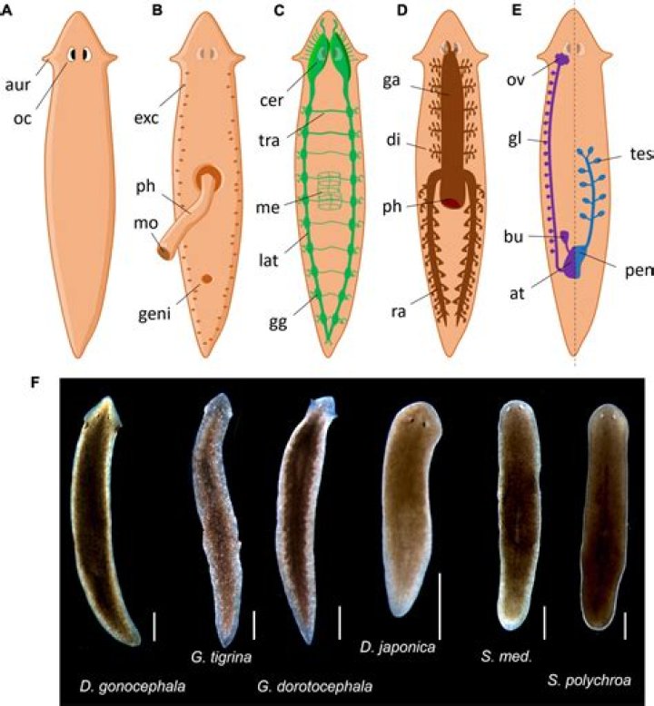 Why platyhelminthes are called flatworms?