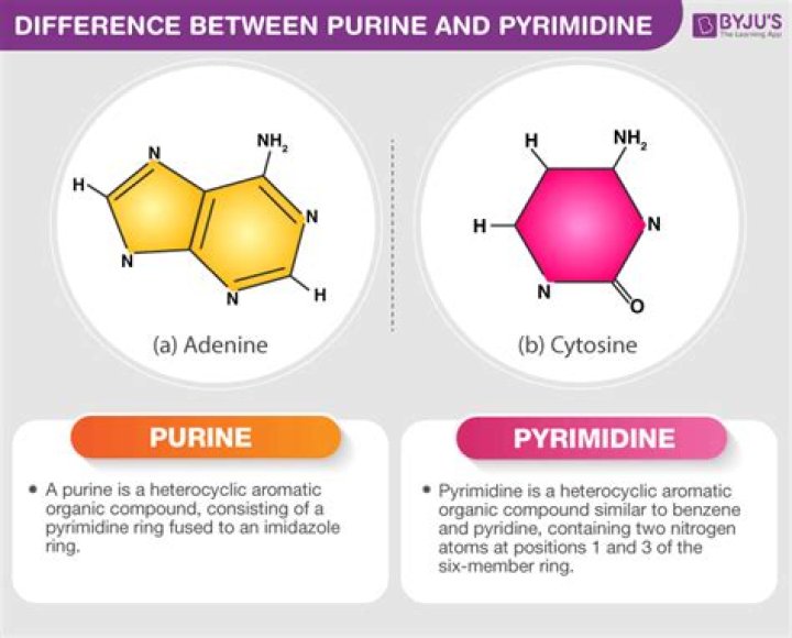 Why pyridine is more basic than quinoline?