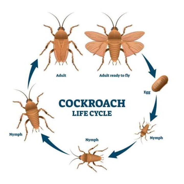 Why the young of the cockroach moults?