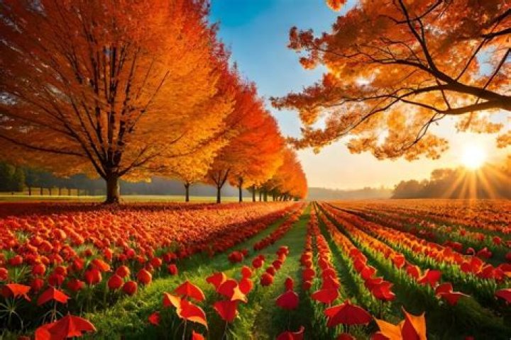 Why tulips fall over?