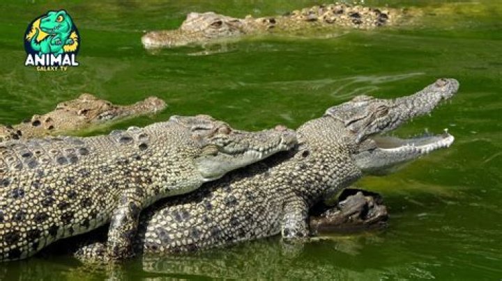 Will a crocodile roar?
