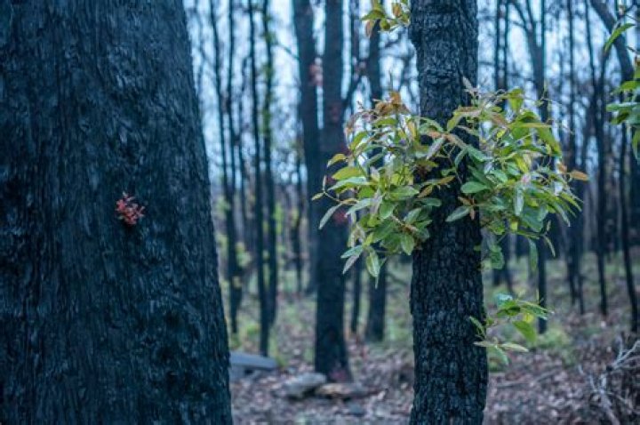 Will australian forests recover?