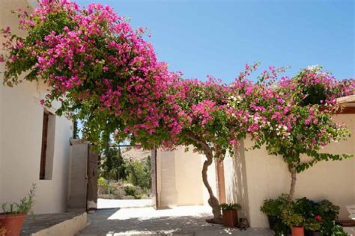 Will bougainvillea grow in shade?