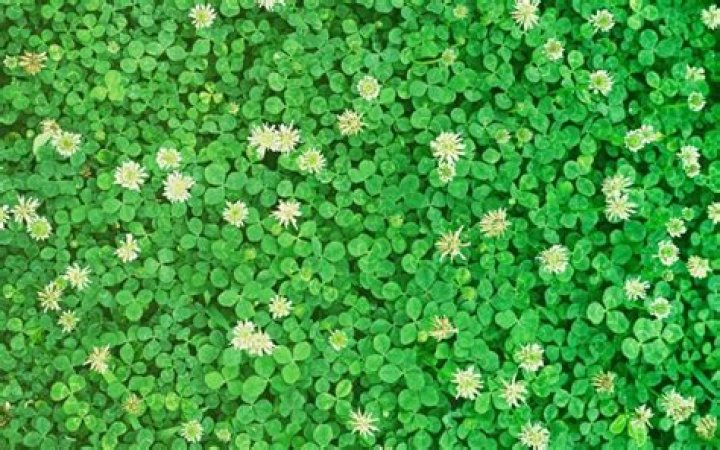 Will clover grow in shade?