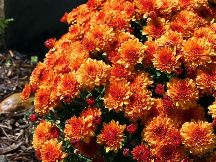 Will deer eat mum plants?