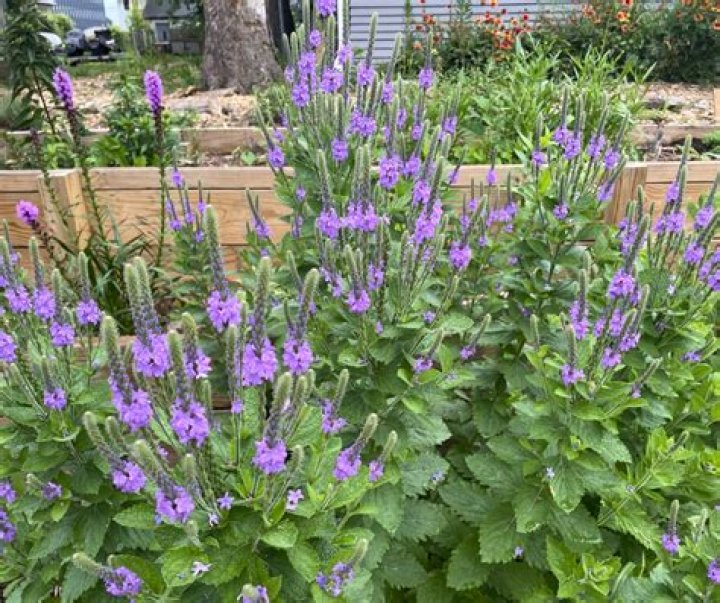 Will deer eat vervain?