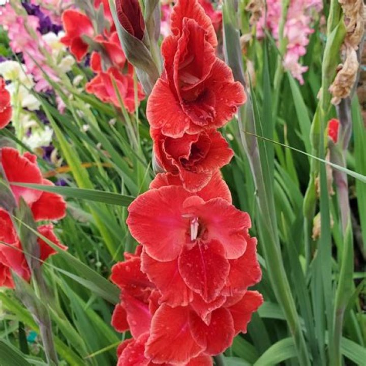 Will gladiolus bloom the first year?