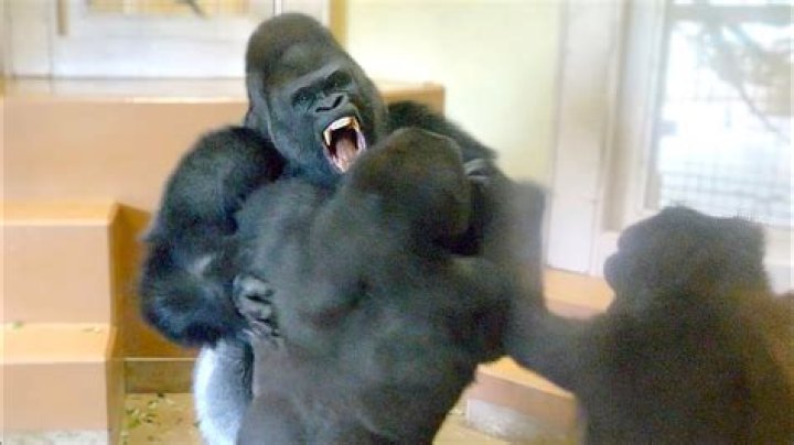 Will gorillas hurt you?