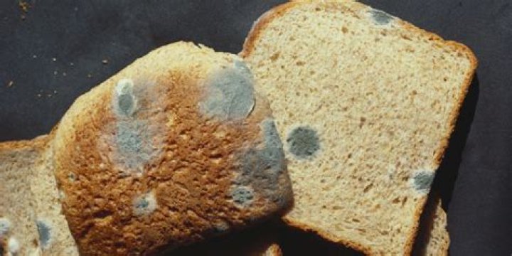 Will mouldy bread make you ill?