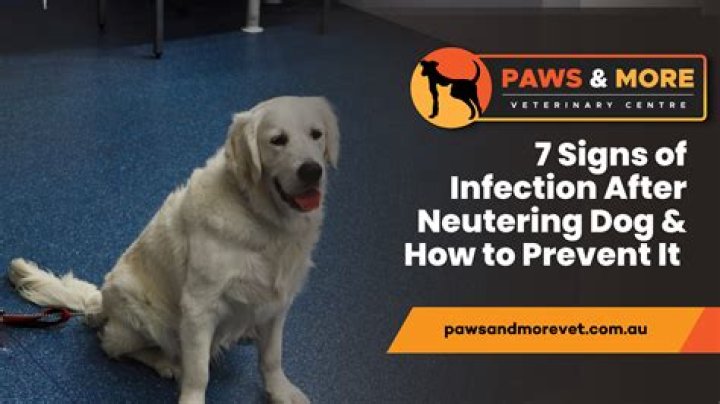 Will my dog be tired after neutering?