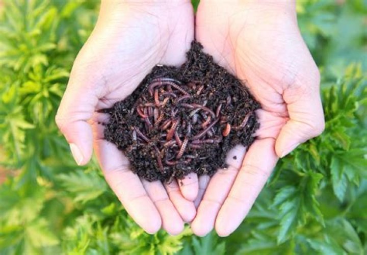 Will plants grow in worm castings?