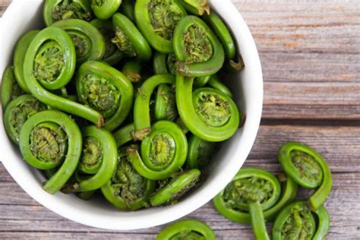 Will rabbits eat fiddleheads?