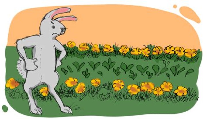 Will rabbits eat marigolds?