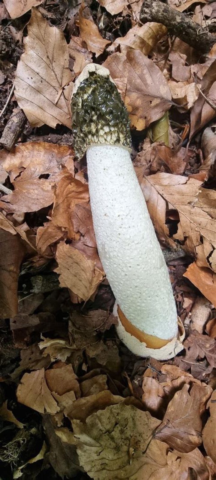 Will salt kill stink horn?