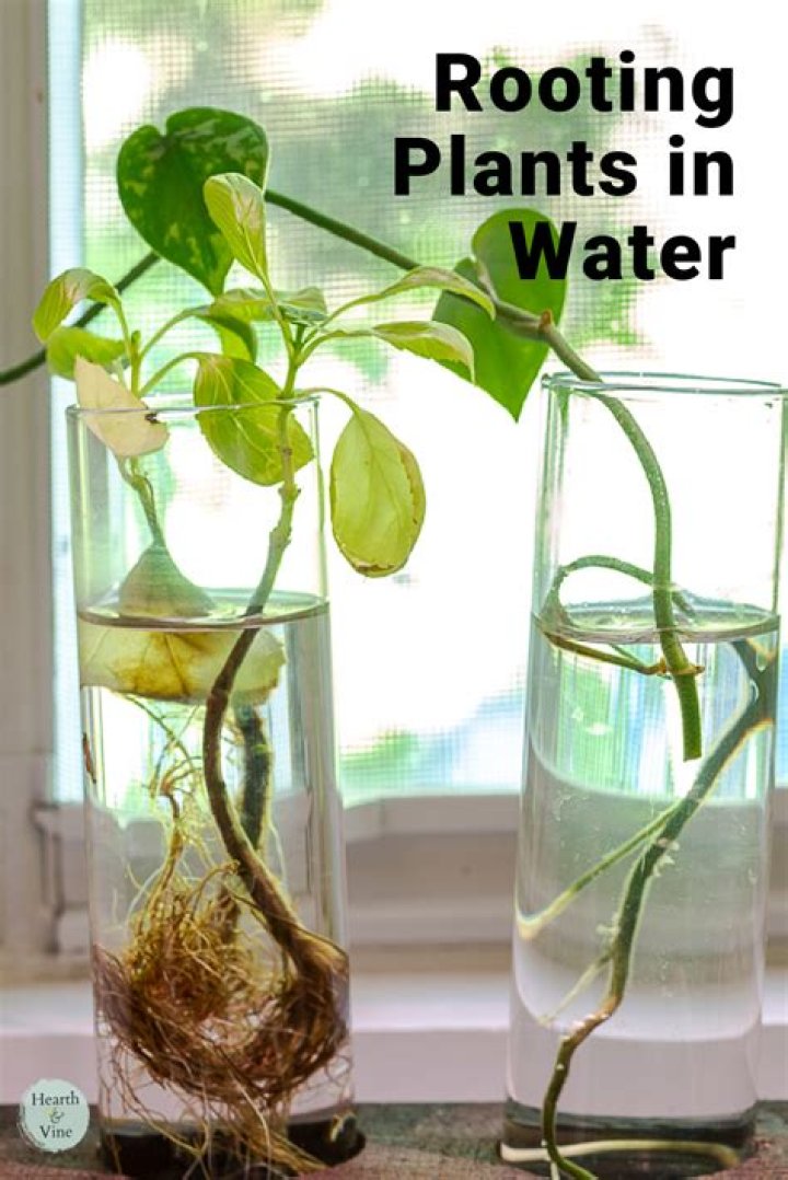 Will salvia cuttings root in water?