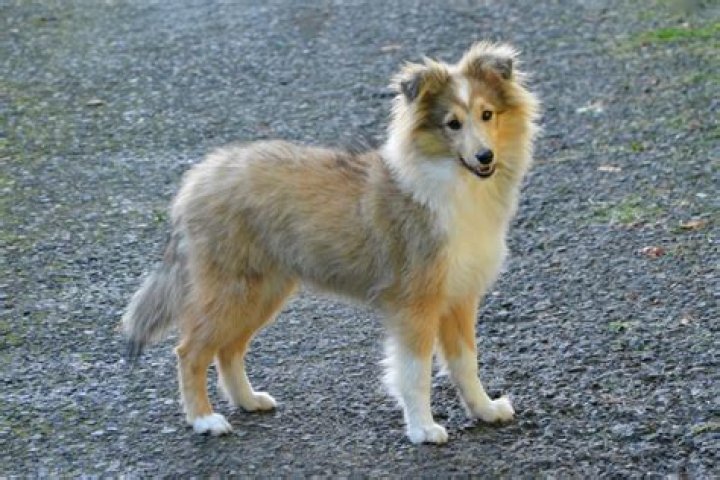 Will sheltie hair grow back?