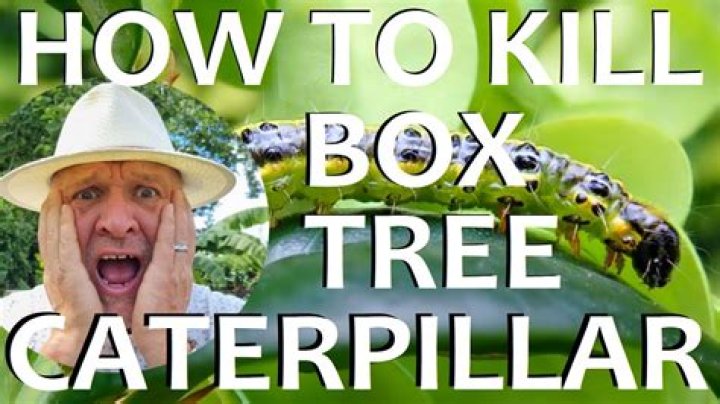 Will soapy water kill box caterpillar?