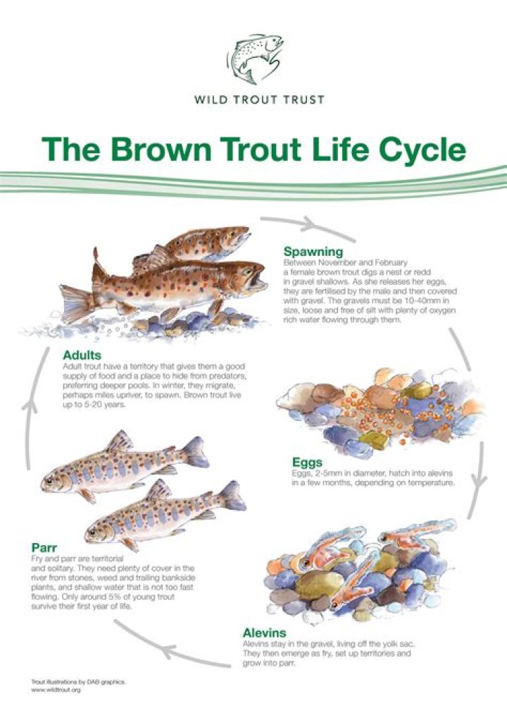 Will trout reproduce in a pond?