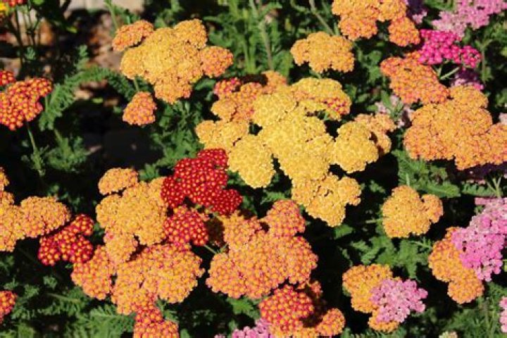 Will yarrow grow in shade?