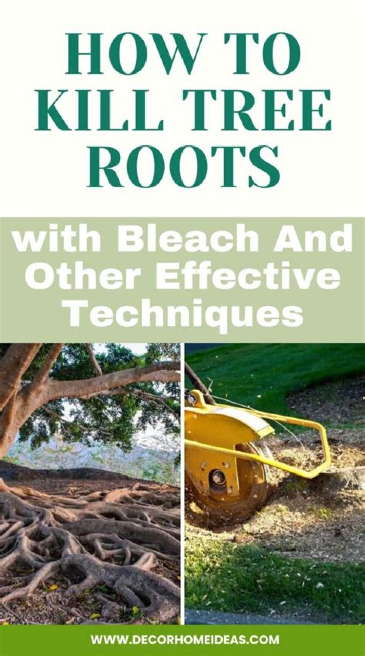 Would bleach kill tree roots?